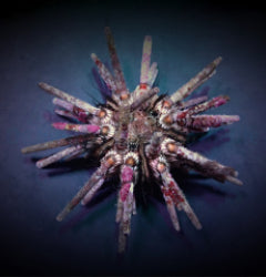 Eucidaris tribuloides