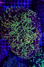 Lade das Bild in den Galerie-Viewer, Euphyllia ancora (Colored stem)
