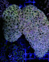 Lade das Bild in den Galerie-Viewer, Euphyllia ancora (Colored stem)
