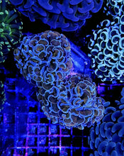 Lade das Bild in den Galerie-Viewer, Euphyllia ancora (Colored stem)
