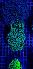 Lade das Bild in den Galerie-Viewer, Euphyllia ancora (Colored stem)
