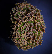 Lade das Bild in den Galerie-Viewer, Euphyllia ancora (Colored stem)
