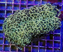 Lade das Bild in den Galerie-Viewer, Euphyllia ancora (Colored stem)
