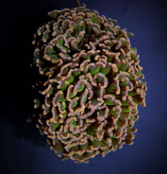 Euphyllia ancora (Colored stem)