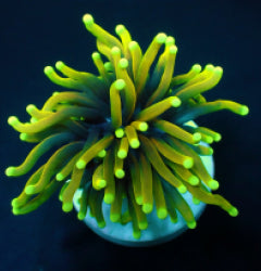 Euphyllia glabrescens (Dragon Soul) (1 hd.) NZ