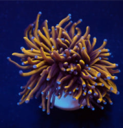 Euphyllia glabrescens (Gold Torch) (Grade A) (1 hd.) NZ