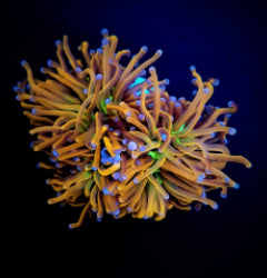 Euphyllia glabrescens (Hellfire) (1 hd.) NZ