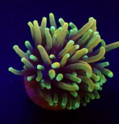 Euphyllia glabrescens (Orange-Yellow) (1 hd.) NZ