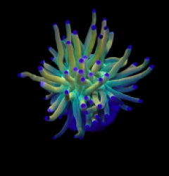 Euphyllia glabrescens (Rapunzel) (1 hd.) NZ