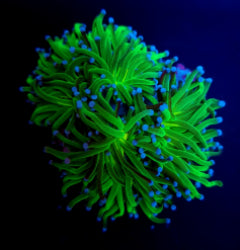 Euphyllia glabrescens (Reverse Holy Grail) (1 hd.) NZ
