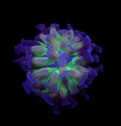 Euphyllia paraancora (DJM Voodoo Child) (1 hd.) NZ