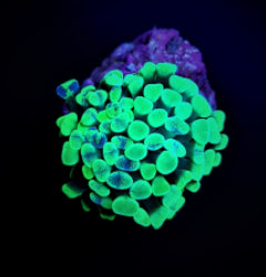 Euphyllia paraancora (Green) (Premium) (1 hd.) NZ