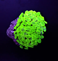 Euphyllia paraancora (Green) (Ultra) (1 hd.) NZ