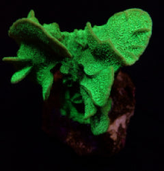 Pavona explanulata (frag) NZ