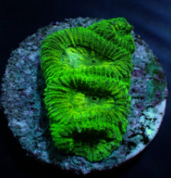 Favia spp. (Green) (frag) NZ