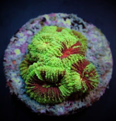 Favia spp. (Premium) (frag) NZ