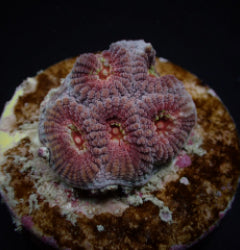 Favia spp. (Red) (frag) NZ