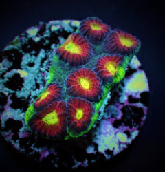 Favia spp. (Ultra) (frag)  NZ