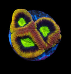 Favites complanata (Dragon Soul) (frag) NZ
