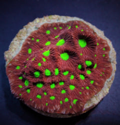 Favites pentagona (Premium) (frag) NZ
