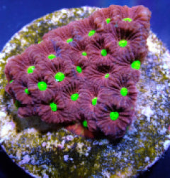 Favites pentagona (Ultra) (frag) NZ