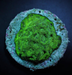 Favites spp. (Green) (frag) NZ