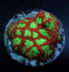 Favites spp. (Premium) (frag) NZ