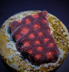 Favites spp. (Red) (frag) NZ