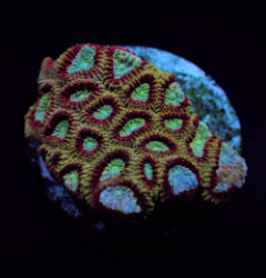 Favites spp. (Ultra) (frag) NZ
