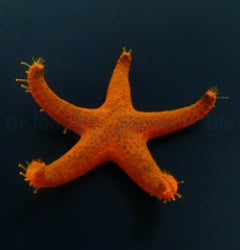 Fromia indica
