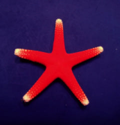 Fromia millepora