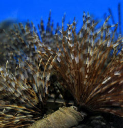 Sabellastarte magnifica (Cuba)