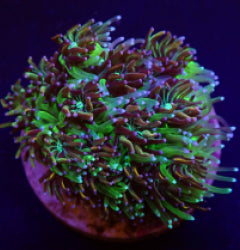 Galaxea spp. (Orange-Rainbow) (frag) NZ