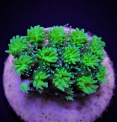 Galaxea spp. (Green) (frag) NZ