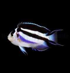 Elacatinus oceanops - T.B.