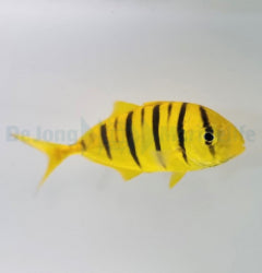 Gnathanodon speciosus - T.B.