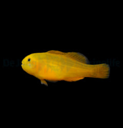 Gobiodon okinawae - T.B.