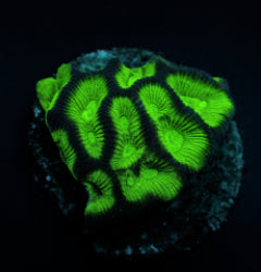 Goniastrea spp. (Premium) (frag) NZ