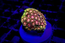 Lade das Bild in den Galerie-Viewer, Goniopora spp. (Master Grade) (frag)
