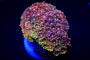 Lade das Bild in den Galerie-Viewer, Goniopora spp. (Master Grade) (frag)
