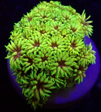 Lade das Bild in den Galerie-Viewer, Goniopora spp. (Master Grade) (frag)
