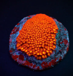 Goniopora minor (Mickey Mouse)