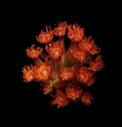 Goniopora spp. (Amazeballs) (frag)