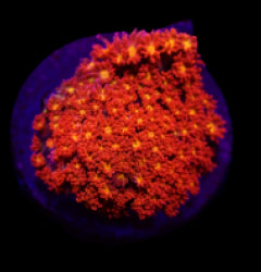 Goniopora spp. (Mickey Mouse) (frag)
