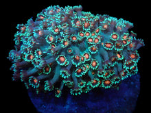 Lade das Bild in den Galerie-Viewer, Goniopora spp. (Orange Center) Goniopora spp. (Orange Center)
