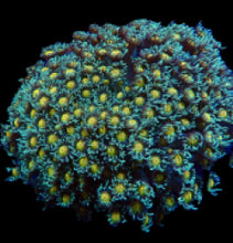 Lade das Bild in den Galerie-Viewer, Goniopora spp. (Orange Center) Goniopora spp. (Orange Center)
