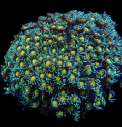 Goniopora spp. (Orange Center) Goniopora spp. (Orange Center)