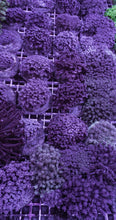 Lade das Bild in den Galerie-Viewer, Goniopora spp. (Blue-Purple)
