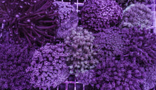 Lade das Bild in den Galerie-Viewer, Goniopora spp. (Blue-Purple)
