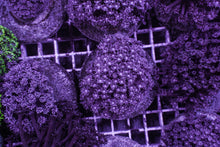 Lade das Bild in den Galerie-Viewer, Goniopora spp. (Blue-Purple)
